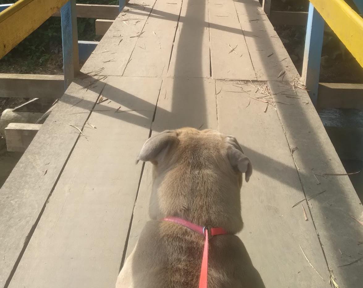 Ferreiras Pet